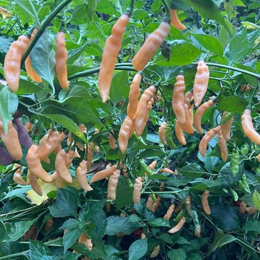 Lightning Habanero Peach - Seeds - The Pepper Pantry (Formerly Marie Sharp's)